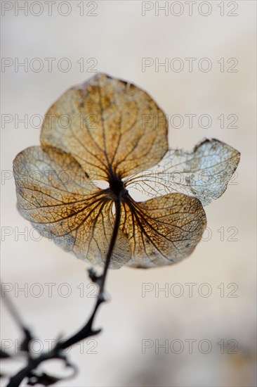 Hydrangea