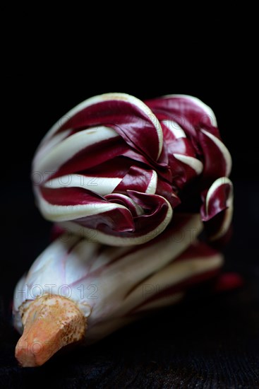 ( Cichorium intybus var. foliosum) Radicchio, Radicchio Rosso di Treviso, red Chicory