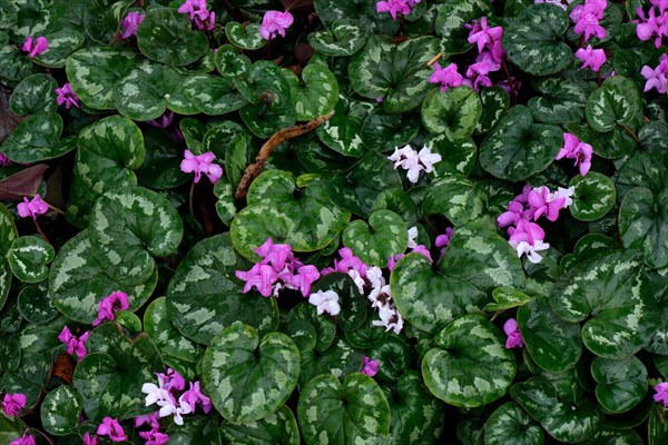 Eastern cyclamen