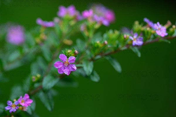 Japanese false myrtle