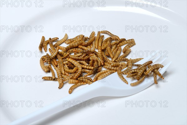 Mealworms on plate with fork