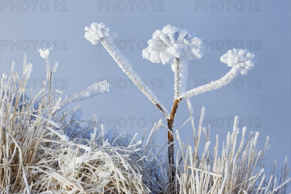 Ice detail on chervil