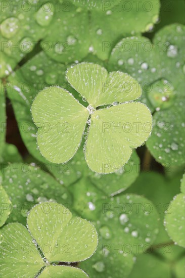 Forest clover with water drop