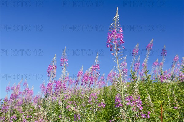 Narrow-leaved willowherb