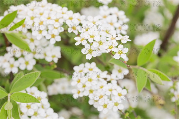 Spirea