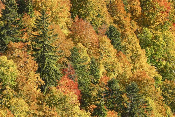 Mixed forest in autumn