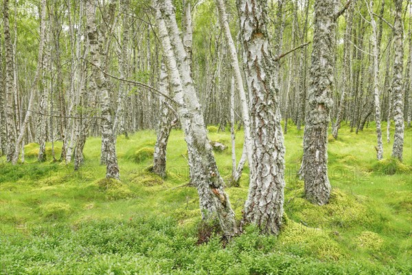 Birch forest