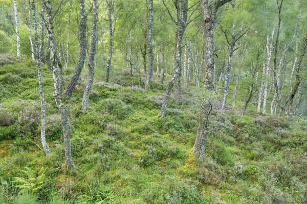 Birch forest