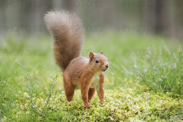 Red Squirrel