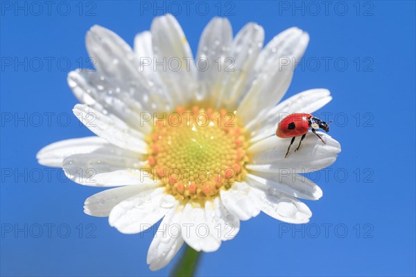 Ladybird on daisy