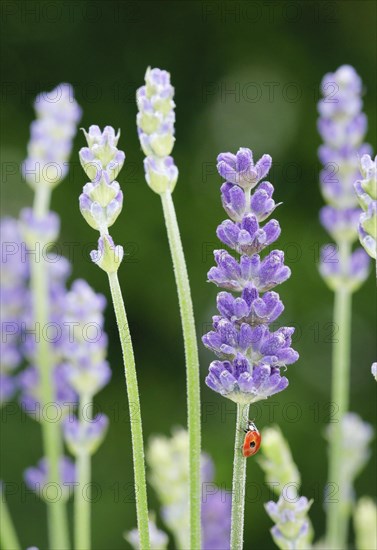 Two-spotted ladybird on lavender flower