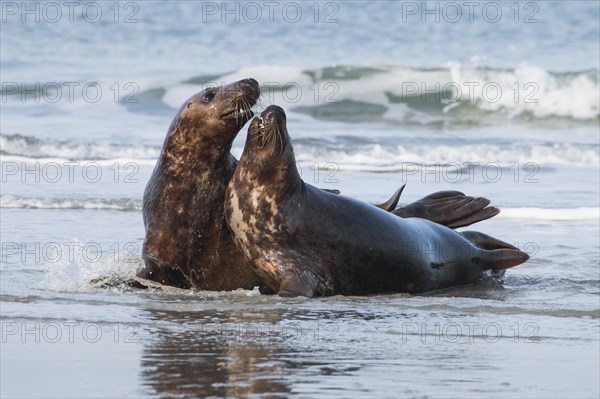 Grey seal