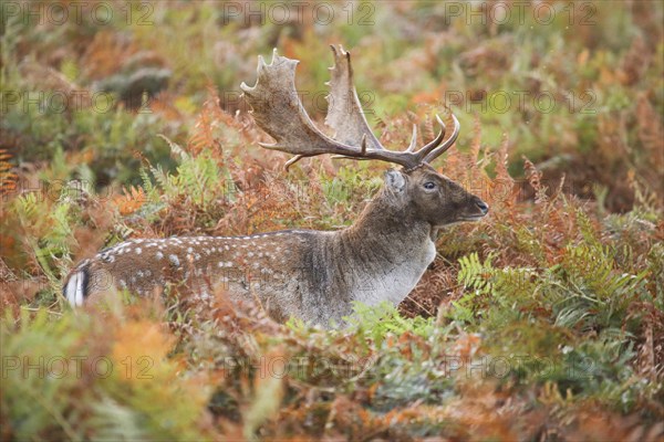 Fallow Deer