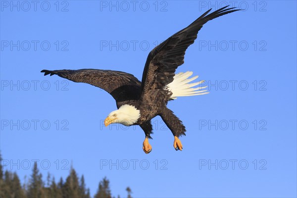 Bald eagle