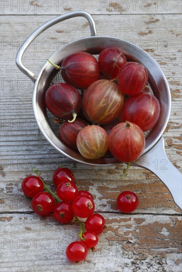 Gooseberries in sieve and Redcurrants