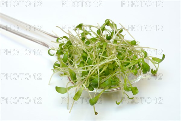 Garden cress