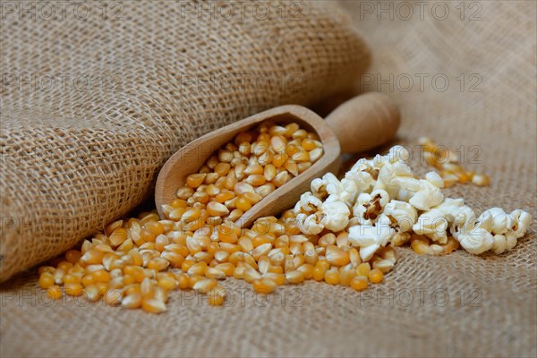 Popcorn and corn kernels in shovel