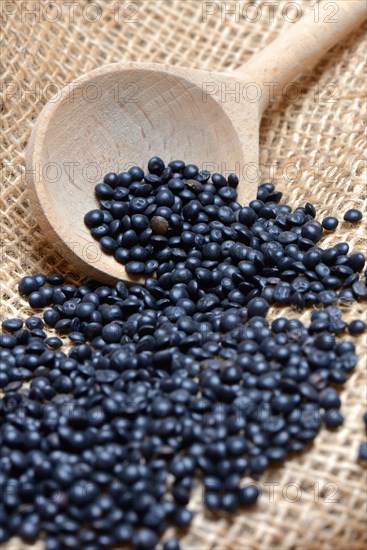 Beluga lentils in cooking spoon