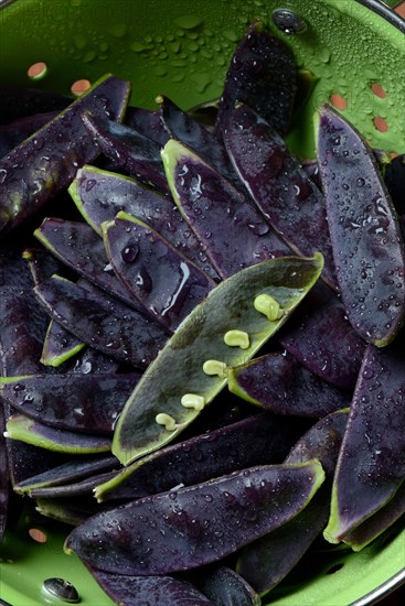 Violet pods