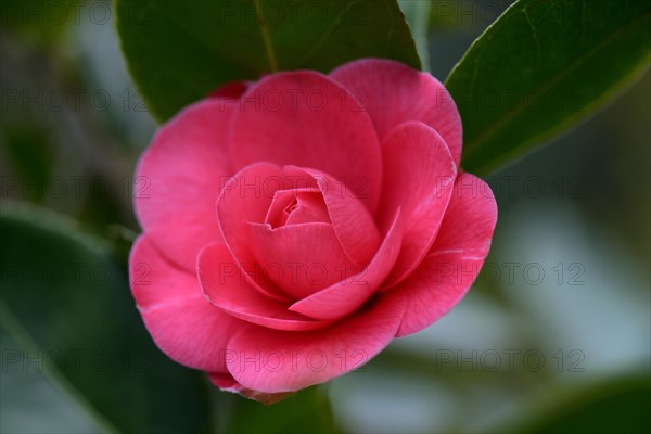 Japanese camellia