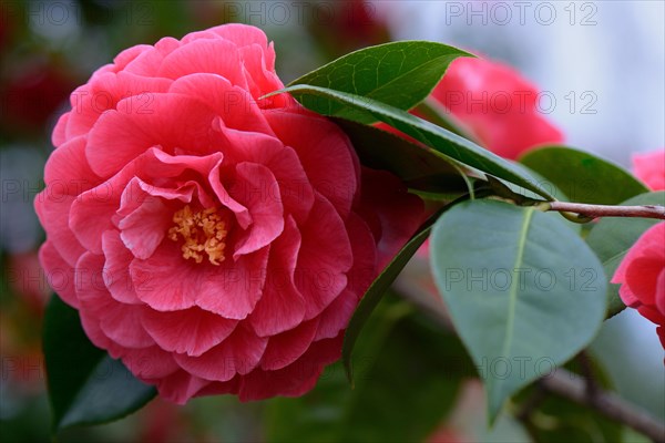 Japanese Camellia