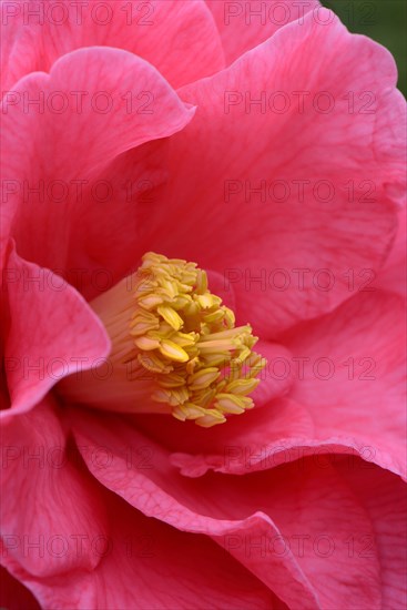 Japanese camellia