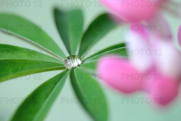 Water drops on lupine leaf