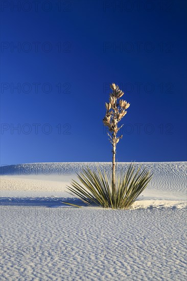 Yucca