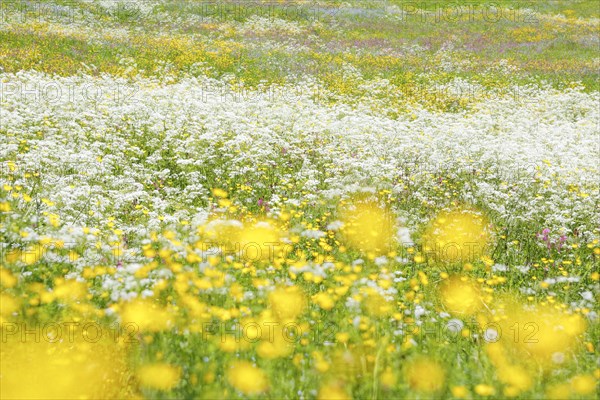 Meagre meadow