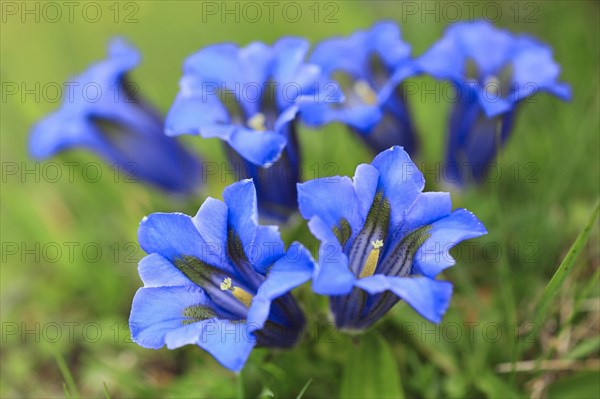 Gentian