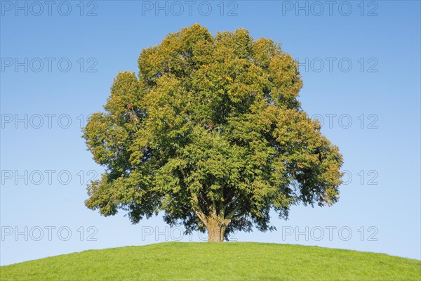 Linden tree on the Hirzel