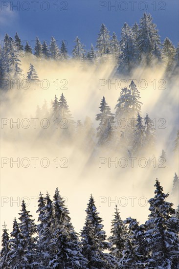 Snowy fir forest