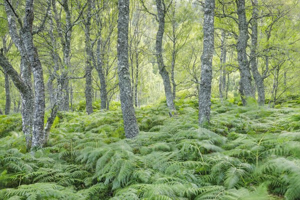 Birch forest