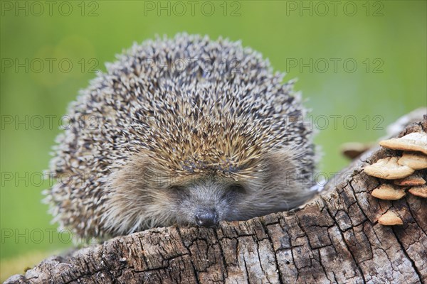 European hedgehog