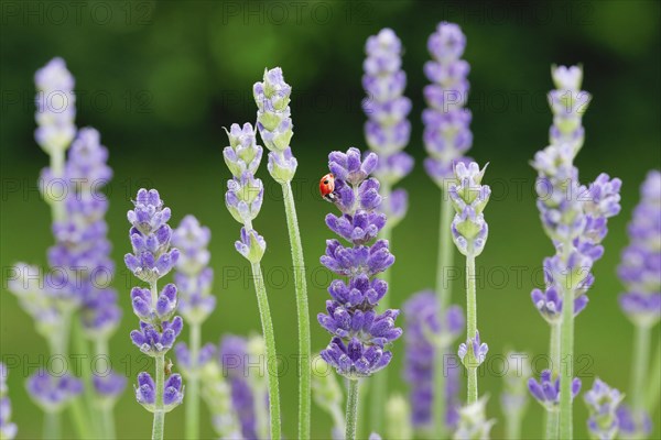 Two-spotted ladybird on lavender flower