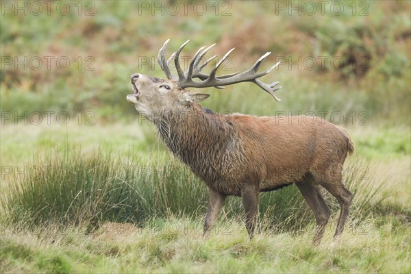 Red Deer or Hart