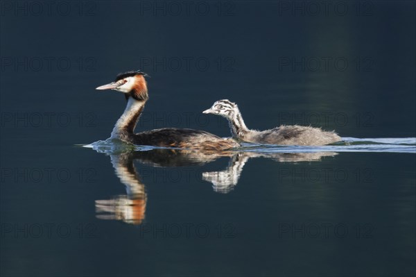 Great crested grebe