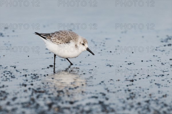 Sanderling