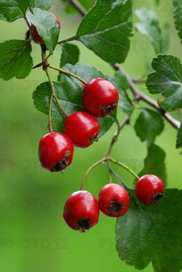 Common hawthorn