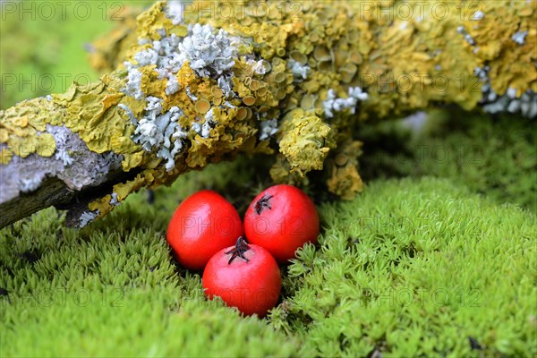 Three berries of the Cotoneaster