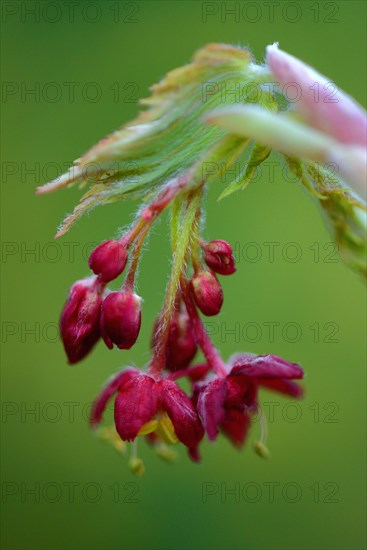 Flowers and leaf shoots