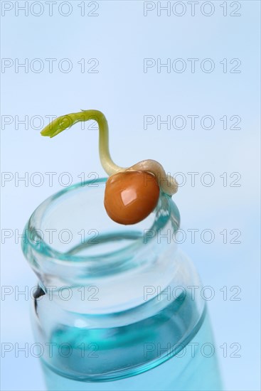 Lentil sprout on bottle