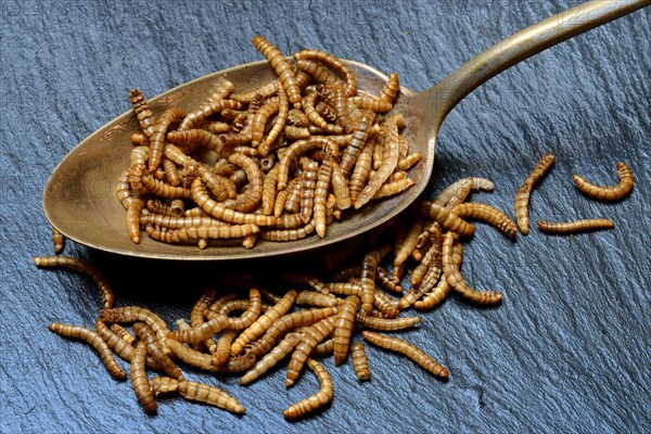 Mealworms in tablespoon