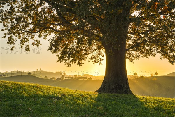 Oak at Hirzelpass