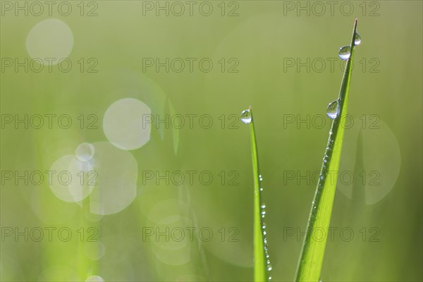 Blade of grass with dew drops