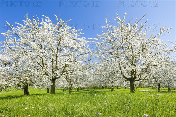 Cherry trees in spring