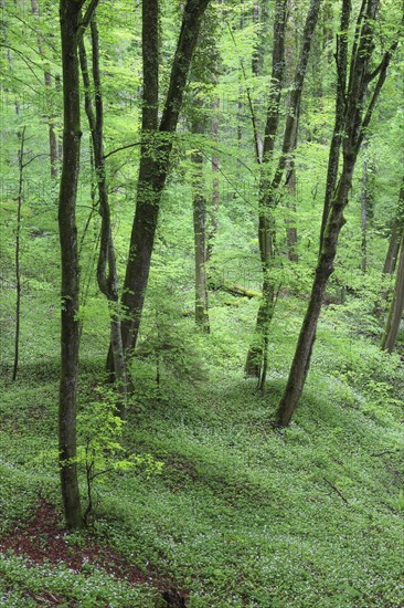 Forest with blooming wild garlic in spring