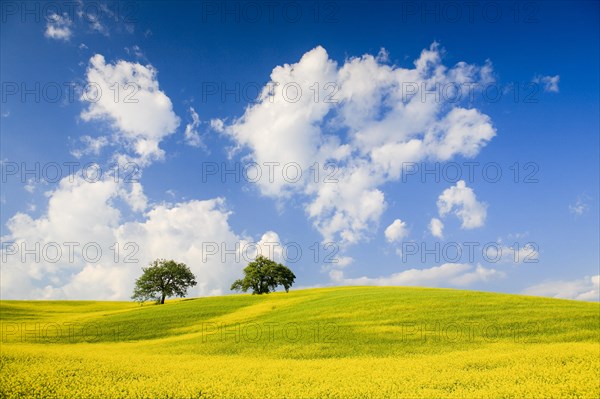 Hill landscape with poppies