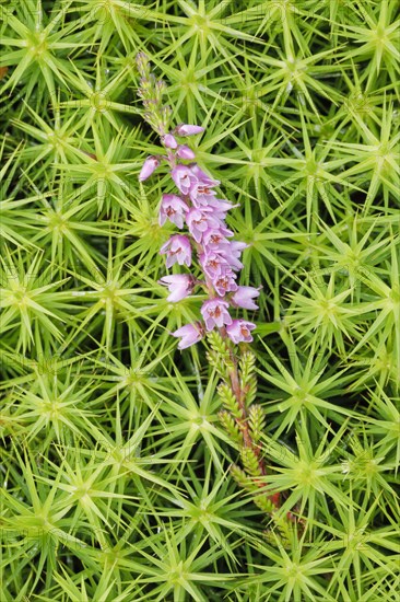 Heather flower and maidenhair moss