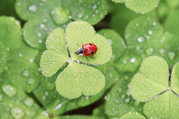 Two-spot ladybird on clover